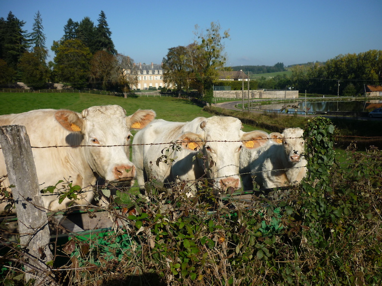 Fichier:Verosvres Etang Suin.jpeg