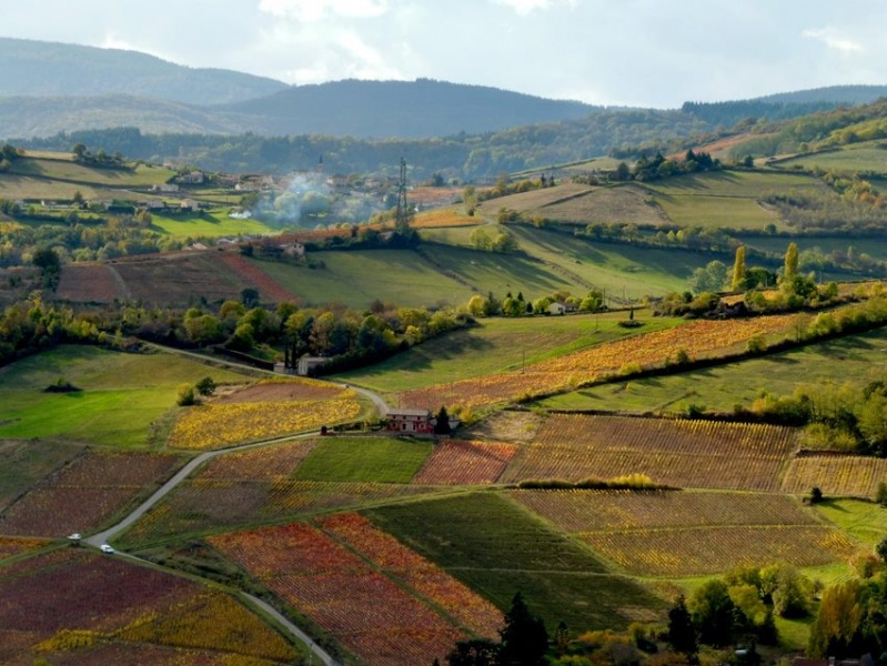 Fichier:ChasselasClJLMplanEnsemblePaysagePSB.jpg
