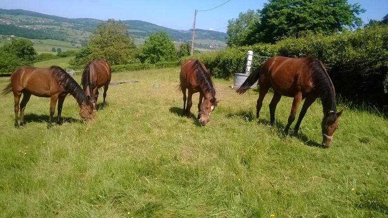 Fichier:CLERMAIN chevaux-exploitation-jomain.jpg