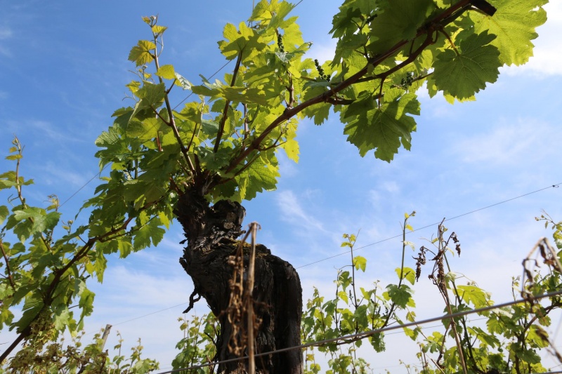 Fichier:Vignes à Chardonnay.jpeg