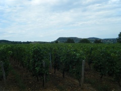 Les vignes à Pierreclos.jpeg