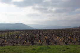 Les vignes de Saint-Amour.jpeg