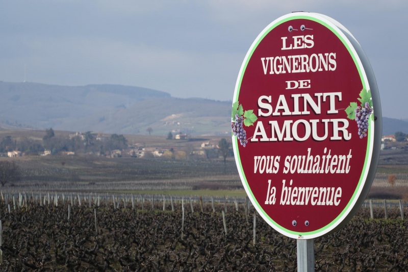 Fichier:Panneau des vignerons de Saint-Amour.jpeg
