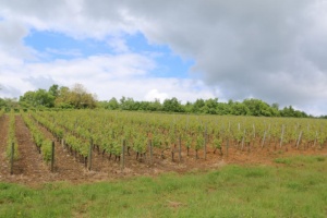 Vue des vignes à Chardonnay.jpeg