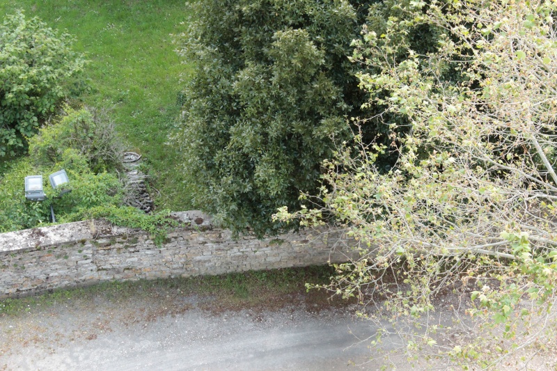 Fichier:PéronneEgliseClocher (16).JPG
