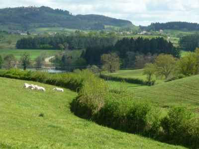 Verosvres Vaches Chateau.jpeg