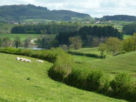 Verosvres Vaches Chateau.jpeg